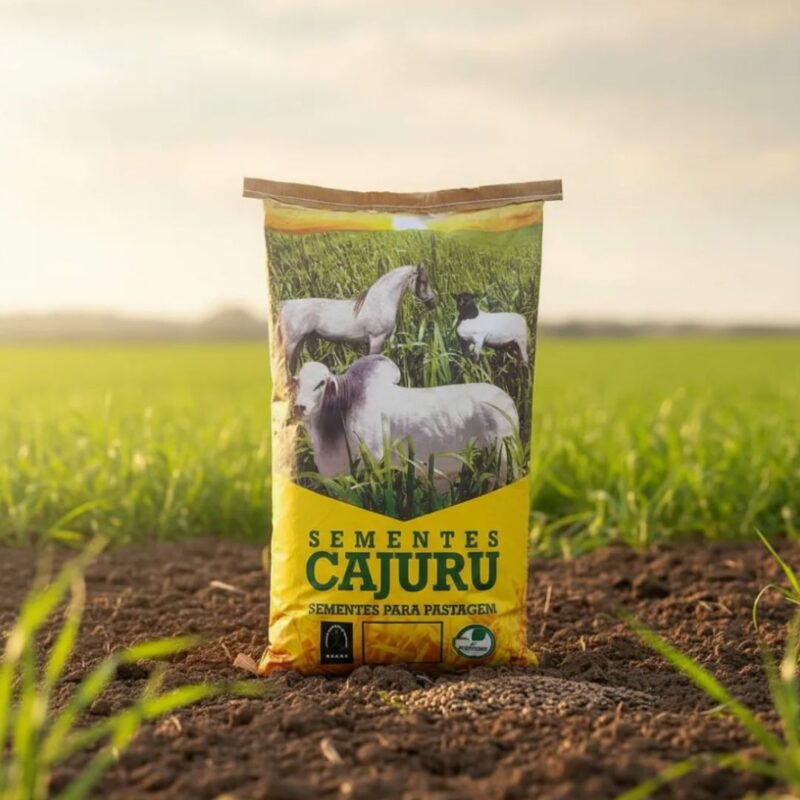 Brachiaria Ruziziensis (10)