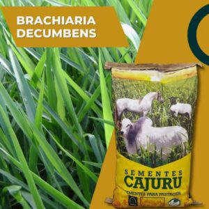 Brachiaria Decumbens Cv.basilisk - 20 Kg