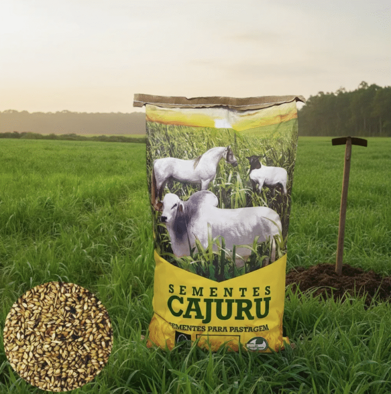 Captura de Tela 2025-12-02 às 00.08.50