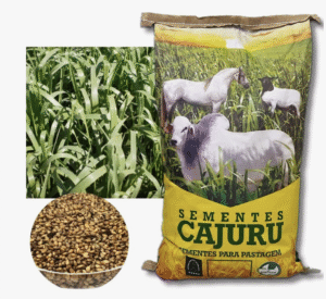 Brachiaria Brizantha (mg-4) - 20 Kg