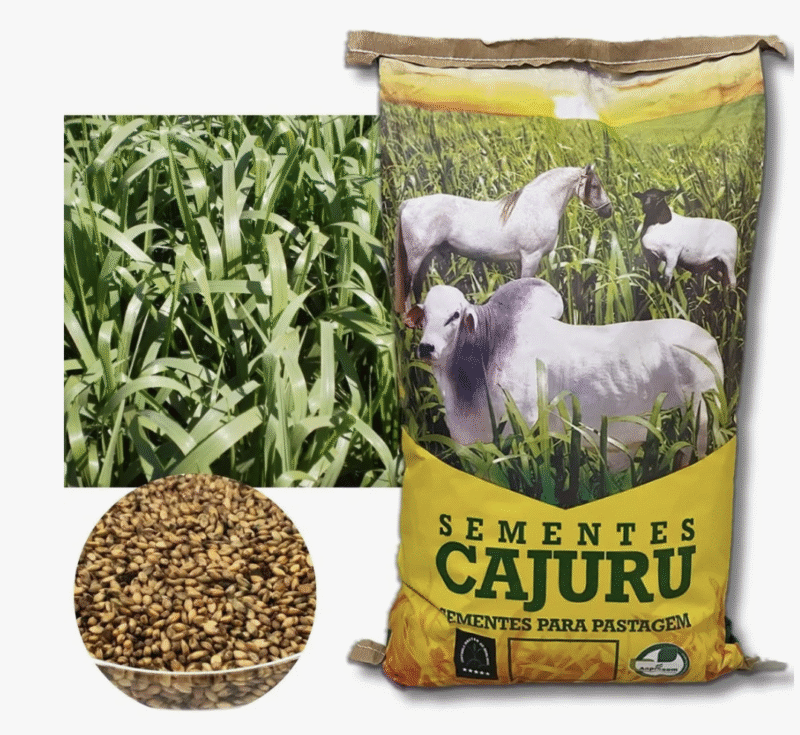 Captura de Tela 2025-12-02 às 10.53.34