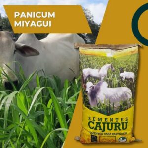Panicum Maximum Miyagui- 20 Kg