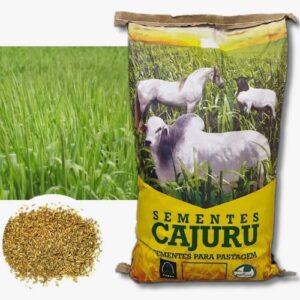 Panicum Maximum Mombaça - 20 Kg