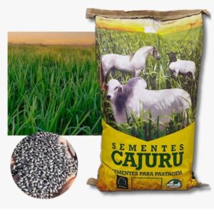 Brachiaria Brizantha Xaraés (mg-5)-10kg (com grafite)