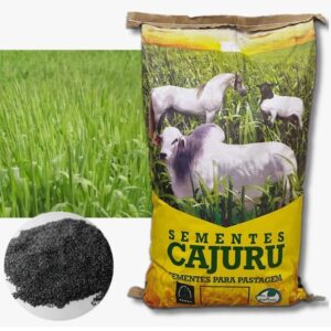 Panicum Maximum Mombaça - 10 Kg (com grafite)