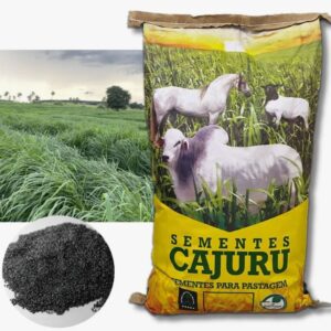 Panicum Maximum Massai - 10 Kg (com grafite)