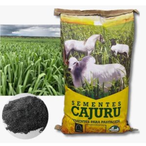 Panicum Maximum Miyagui- 10 Kg (com grafite)