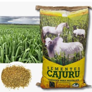 Panicum Maximum Miyagui- 5 Kg