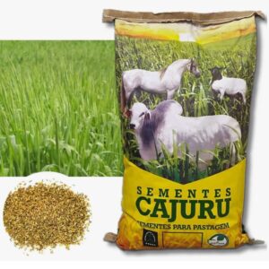 Panicum Maximum Mombaça - 10 Kg