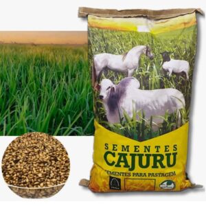 Brachiaria Brizantha Xaraés (mg-5) - 10kg