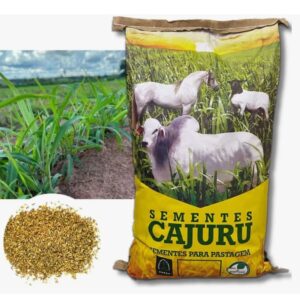 Panicum Maximum Massai - 5 Kg