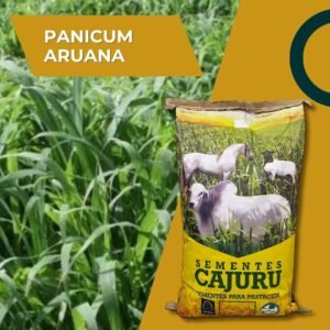 Panicum Aruana- 5 Kg